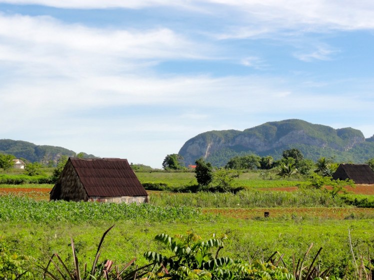 cuba-campo